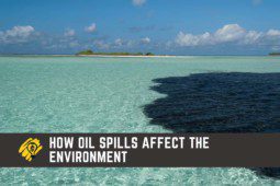 How Oil Spills Affect the Environment