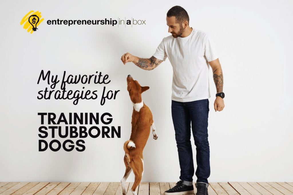 My Favorite Strategies for Training Stubborn Dogs
