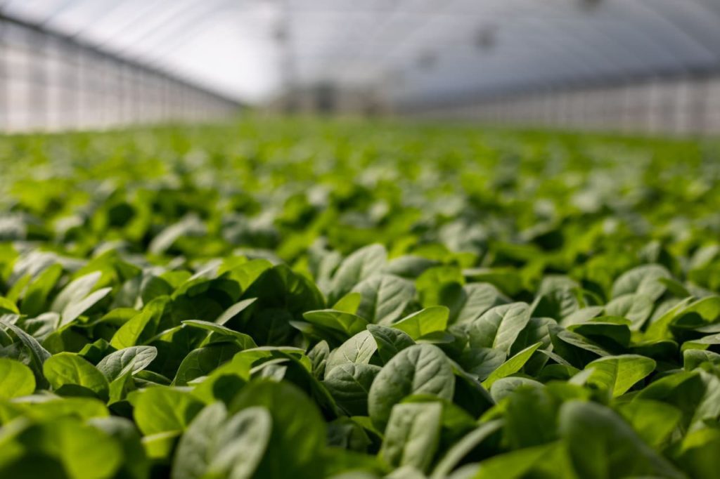 greenhouse commercial farming
